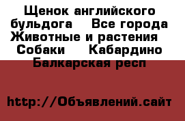 Щенок английского бульдога  - Все города Животные и растения » Собаки   . Кабардино-Балкарская респ.